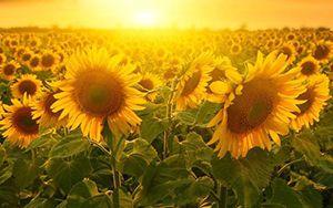 農(nóng)業(yè)農(nóng)村部：加快建設和改造提升規(guī)模養(yǎng)殖場、畜禽屠宰場