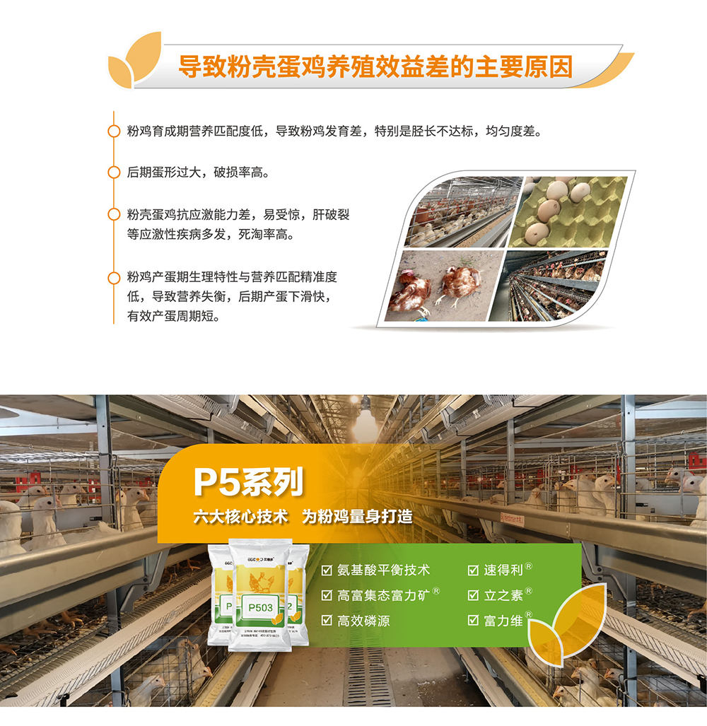 20220511粉殼蛋雞專(zhuān)用料P5系列_產(chǎn)品詳情頁(yè)_畫(huà)板 2